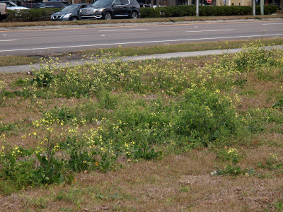 [A number of green plants topped with small yellow flowers grow in clusters alongside the sidewalk. The plants are approximately two feet high.]
